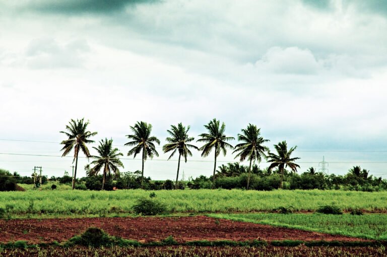 Kudachi/Kudchi, Karnataka – India
