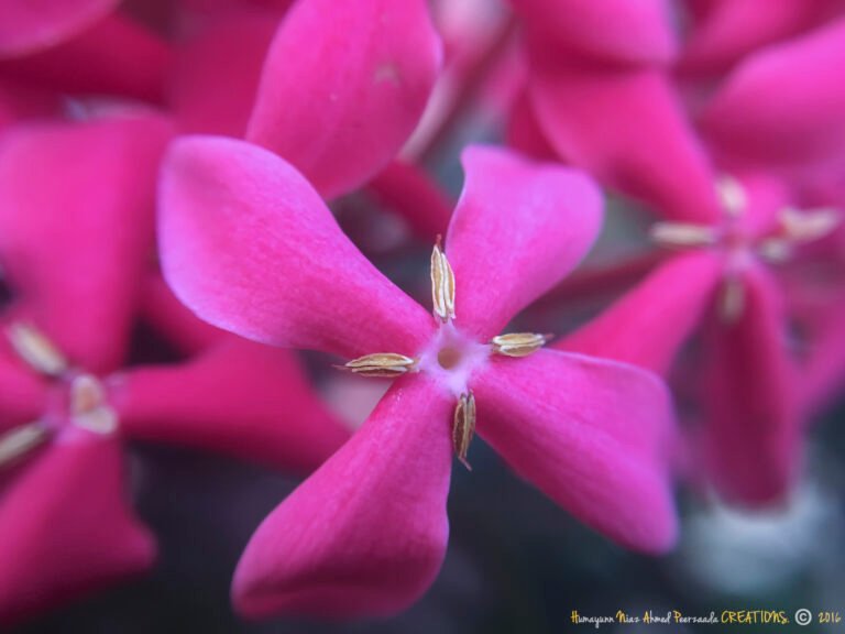 Close-up macro shot of vibrant pink flowers with delicate petals, captured using an iPhone 6 Plus with an Olloclip Macro lens.