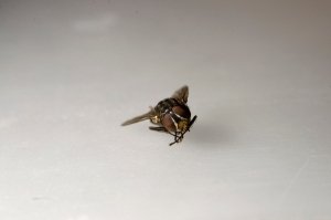 Shot with Nikon D90 @ 50mm @ reverse ring Shot with Nikon D90 @ 50mm @ reverse ring