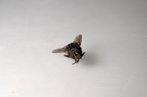 Shot with Nikon D90 @ 50mm @ reverse ring + extension tubes ie all 3 - 12 .. 24 .. 36mm Shot with Nikon D90 @ 50mm @ reverse ring + extension tubes ie all 3 - 12 .. 24 .. 36mm