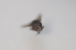 Shot with Nikon D90 @ 100mm @ aperture being 5.6 .. shutter 200  Shot with Nikon D90 @ 100mm @ aperture being 5.6 .. shutter 200