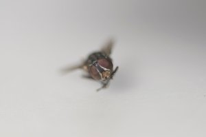 Shot with Nikon D90 @ 100mm + extension tubes ie all 3 - 12 .. 24 .. 36mm @ aperture being 5.6 .. shutter 200 Shot with Nikon D90 @ 100mm + extension tubes ie all 3 - 12 .. 24 .. 36mm @ aperture being 5.6 .. shutter 200