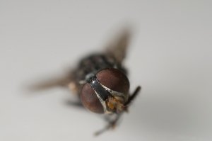 Shot with Nikon D90 @ 28mm + extension tube of just one ie 36mm Shot with Nikon D90 @ 28mm + extension tube of just one ie 36mm