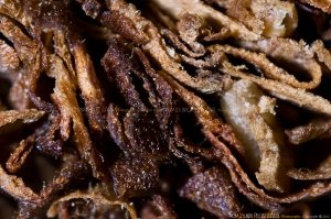 Shot with Nikon D90 @ 28mm @ reverse ring @ all 3 extension tubes of 12 .. 20mm and 36mm attached to it @ SB 900 @ TTL cord @ hitting the cig straight ..  Aperture 11 .. Shutter 60 Shot with Nikon D90 @ 28mm @ reverse ring @ all 3 extension tubes of 12 .. 20mm and 36mm attached to it @ SB 900 @ TTL cord @ hitting the cig straight ..  Aperture 11 .. Shutter 60