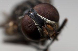 this is raw .. no cropping .. stretching .. straight from the cam .. Nikon D90 @ 28mm + with all 3 extension tube ie 12 .. 20 and 36mm  this is raw .. no cropping .. stretching .. straight from the cam .. Nikon D90 @ 28mm + with all 3 extension tube ie 12 .. 20 and 36mm