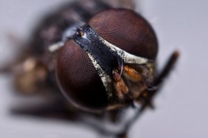 the final processed pic which i uploaded on flickr nd FB   the final processed pic which i uploaded on flickr nd FB