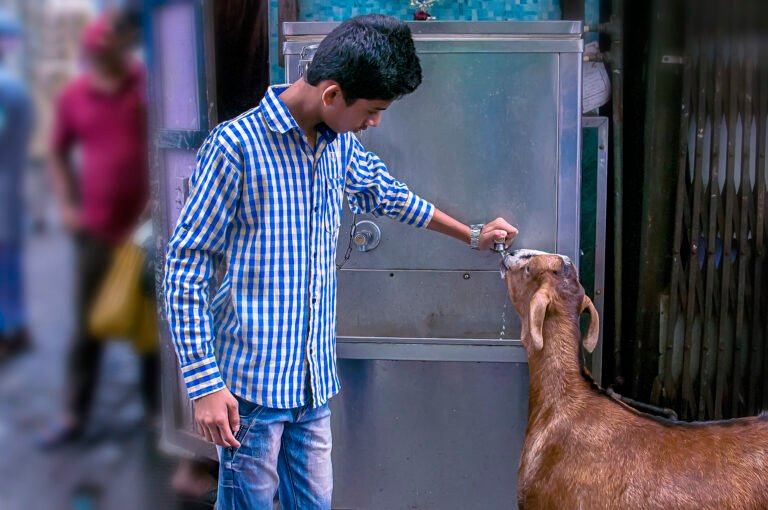 A young boy offering water to a thirsty goat on a Mumbai street, showing compassion and kindness